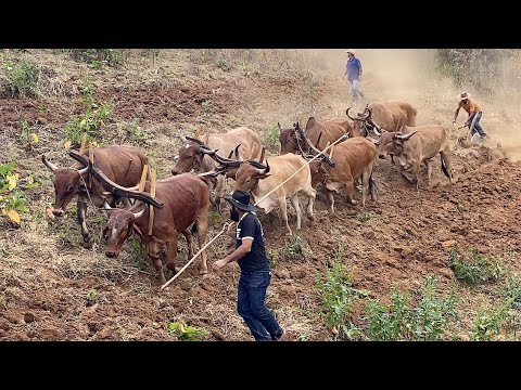 MUTIRÃO DE ARAÇÃO DE TERRA EM MARIA DA FÉ MG - 2021