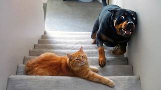 GATINHOS MANDANDO EM CACHORROS GRANDES 🤣 VÍDEOS ENGRAÇADOS DE GATOS 2026