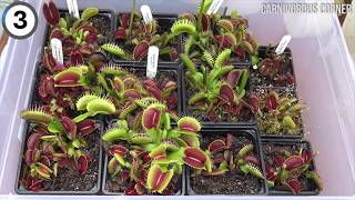 Carnivorous Plant Gets Hungry