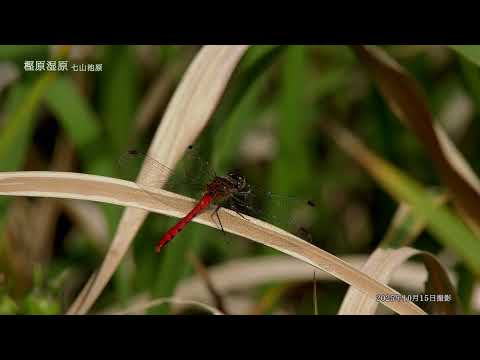 【佐賀県唐津市の風景：4K映像】樫原湿原(令和7年10月15日撮影：七山池原）