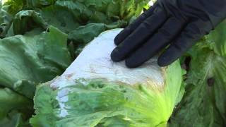 preview picture of video 'Live from the Fields: Heat Issues in Desert Lettuce. Yuma, AZ'