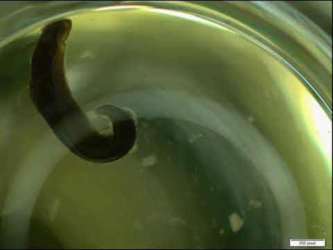 Acepromazine stock, 10 minutes after treatment