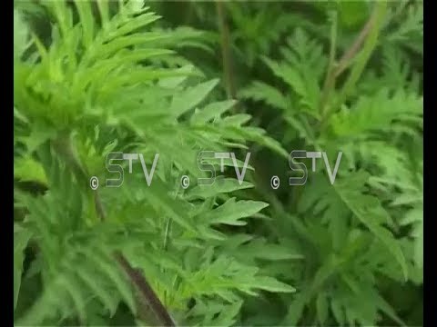 Alergija na ambroziju