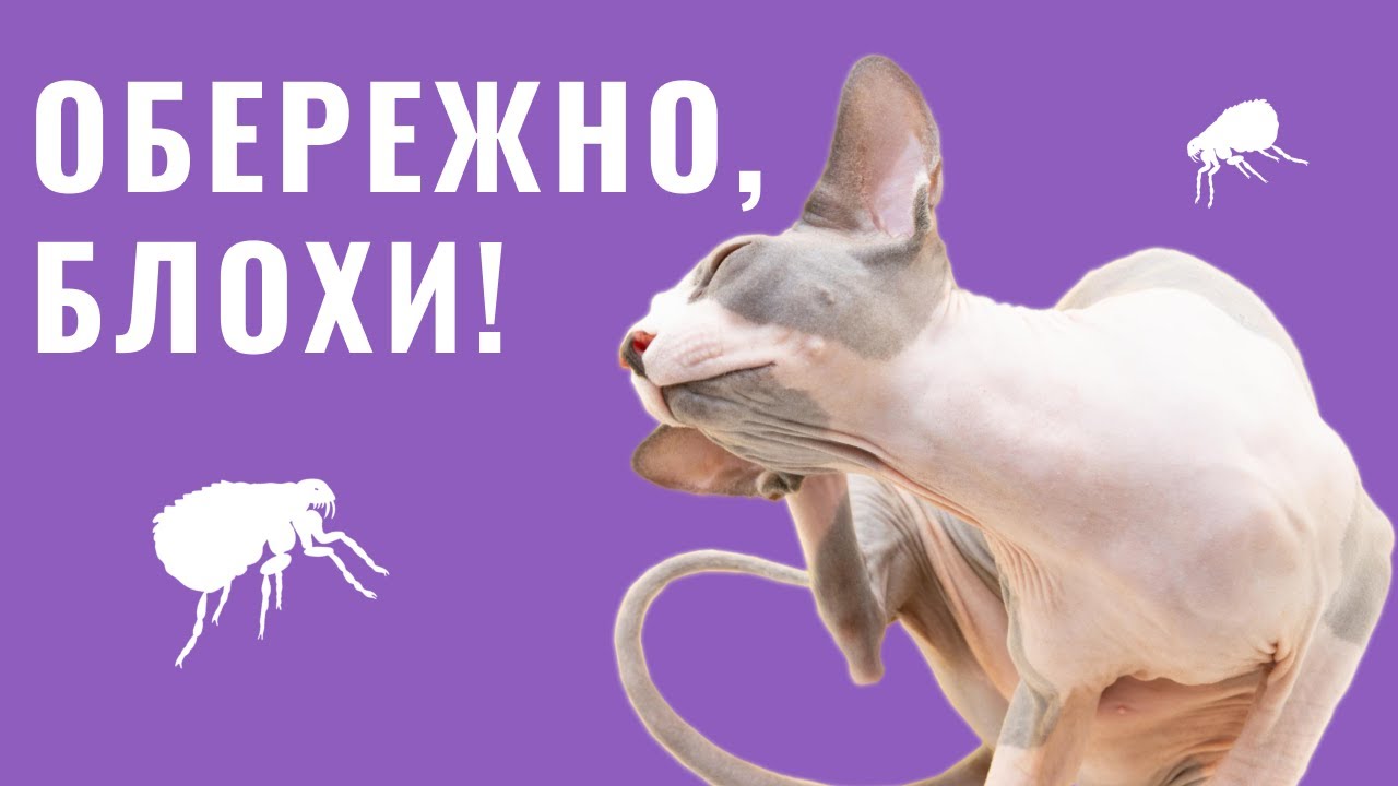 YouTube video preview