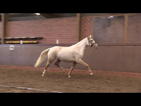 SEVENTH HEAVEN YS Stute von Double o seven - Hemingway B