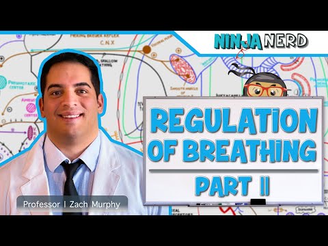 Respiratory | Regulation of Breathing: Central & Peripheral Chemoreceptors: Part 2