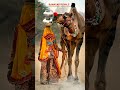 RAJASTHANI GORBAND MARWADI HD STATUS Rajasthani Shorts Trendingbest Rajasthani Song