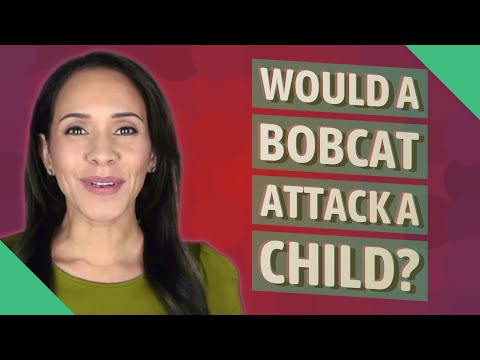 Would a bobcat attack a child?