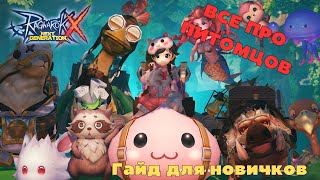 ВСЕ ПРО ПЕТОВ В Ragnarok X: Next Generation. Подробно и коротко