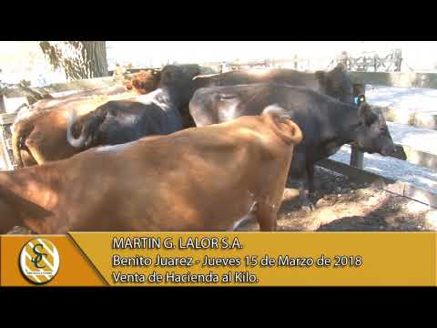 15-03-18 Venta de Hacienda al Kilo - Martin G. Lalor S.A. - Benito Juarez.