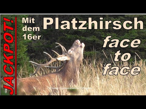 Jackpot ! - Mit dem Platzhirsch "face to face" ;-) 16 Ender bei Sonnenschein baut sich vor mir auf