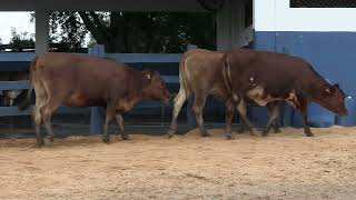 Vídeo 141 - 1ª ETAPA MEGA LIQUIDAÇÃO TOTAL AGROPECUÁRIA MARAJOARA - DIA 4 | GADO GIROLANDO E HOLANDÊS