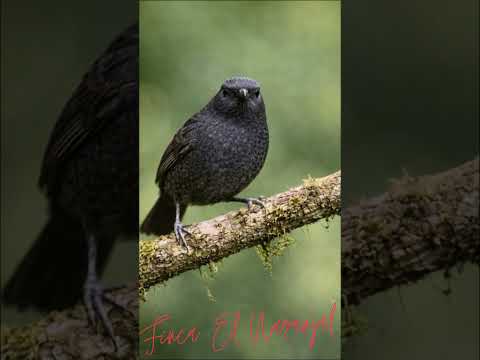 Aviturismo, Birding, turismo, naturaleza cerca a Bogota