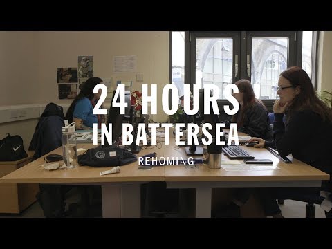 Rehoming | 24 Hours In Battersea
