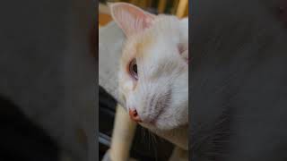 ご機嫌Cat😽 #猫動画 #かわいい猫 #ねこのいる生活