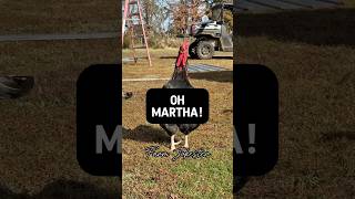 Download lagu Find Martha! Martha!, Oh Martha!, Martha! #martha #rooster #chickens #chicken #comedy #funny mp3 Download lagu Find Martha! Martha!, Oh Martha!, Martha! #martha #rooster #chickens #chicken #comedy #funny mp3