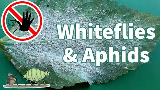 Organic White Fly Control : How to get rid of Whiteflies & Aphids
