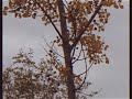 Autumn 2019 On Vhs