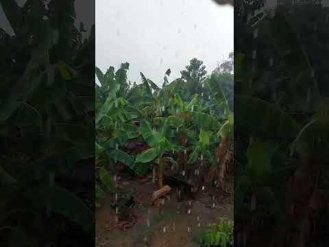 Aguacero hoy 14/08/2026 en Sabana Grande #venezuela #Trujillo #Bolívar