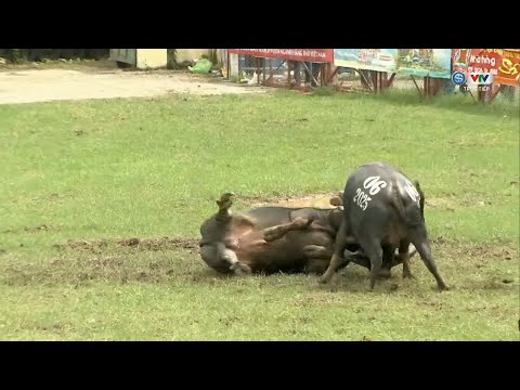 Trận chung kết kịch tính tại Lễ hội Chọi trâu truyền thống Đồ Sơn - VTV 2025