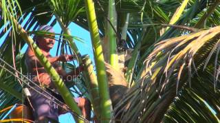 Labrador dog helping her master in toddy tapping