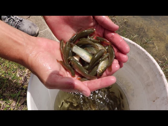 STOCKED MY POND WITH 1000 Colorful Molly’s