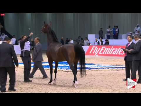 N.204 EKS AMIR - Dubai 2016 - Colts 3 years old (Class 11)