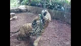 preview picture of video 'Tug-of-war with a Jaguar in Costa Rica!'