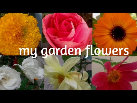 My garden flowers| my clicks|my today's blooms|sabeen rathore
