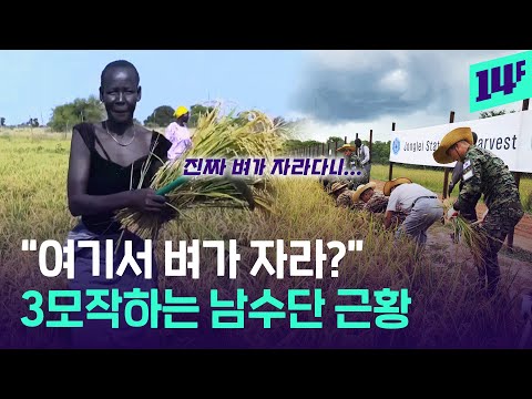한빛부대의 역발상이 빛나는 3모작 남수단 근황