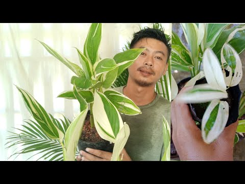 , title : 'How To Care Variegated Arrowroot Plant For Healthy Growth'