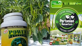 Download lagu Obat Cabe Biar Berbuah Lebat mp3 Download lagu Obat Cabe Biar Berbuah Lebat mp3