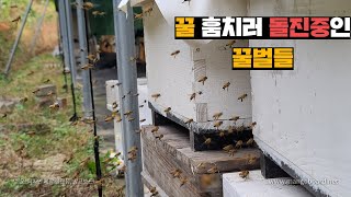 작은 실수가 도둑질하는 꿀벌을 만든다. 일안하고 훔치는 꿀벌들 쫓아내기.