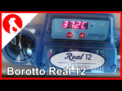 045 - Hatching Chinese dwarf quails in the Borotto Real 12 - went completely wrong - Jensman and ...