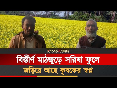 শার্শায় পতিত জমিতে সরিষা চাষে লাভবান হচ্ছেন কৃষকরা