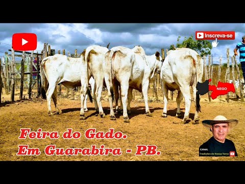 FEIRA DO GADO DE GUARABIRA - PB, GADO APARTI DE 1.000 $ REAIS. ✅13/11/2025✅
