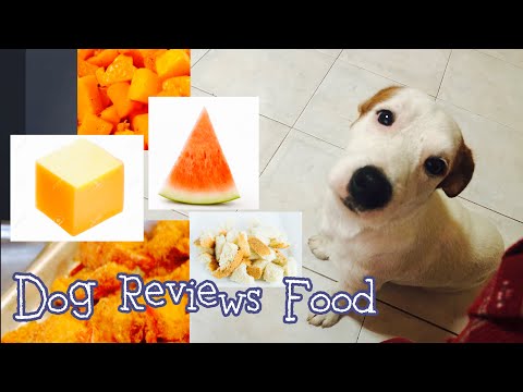 What Human Food Can Jack Russell Terriers Eat What Human Food Can Jack Russell Terriers Eat