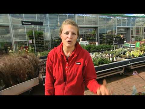Plantagen - Skuggig rabatt, perenner.mov