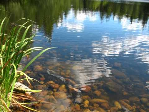 Veikko Tuomi: Lumpeenkukka