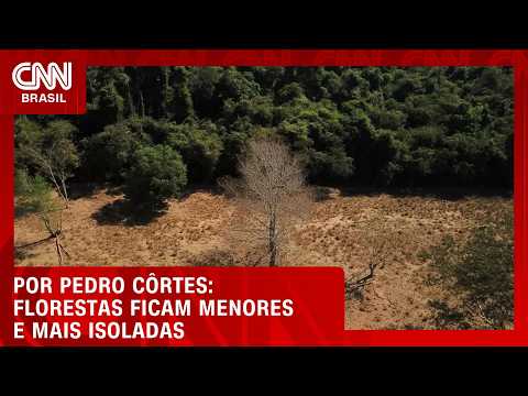 Análise: Desmatamento cai, mas isolamento da vegetação avança | LIVE CNN