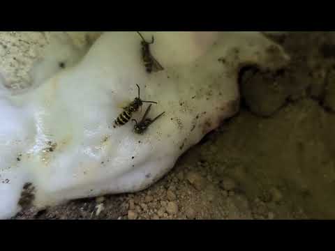 Lots of Yellow Jackets Under Siding of Home in Hopewell, NJ