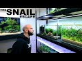 Will Snails Escape From The Aquarium