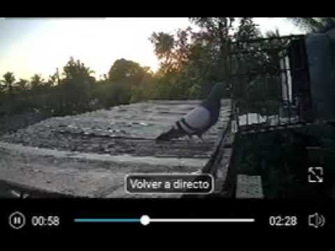 (Captura de colgate) , el de los chihuahuas de san cristobal artemisa 💪