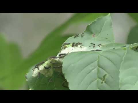 På spaning efter Asknätsfjärilslarver