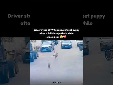 Driver stops BMW to rescue street puppy after it falls into pothole while chasing car 🥹❤️‍🩹