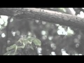 Moby: The Poison Tree (Music Video) - David ...