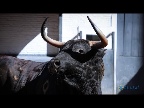 SORTEO | Toros de Acurrucén y El Cortijillo, corrida toros 30 mayo