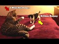 Tuxedo Kitten S First Meeting With Tabby Cat L CrazyCatish