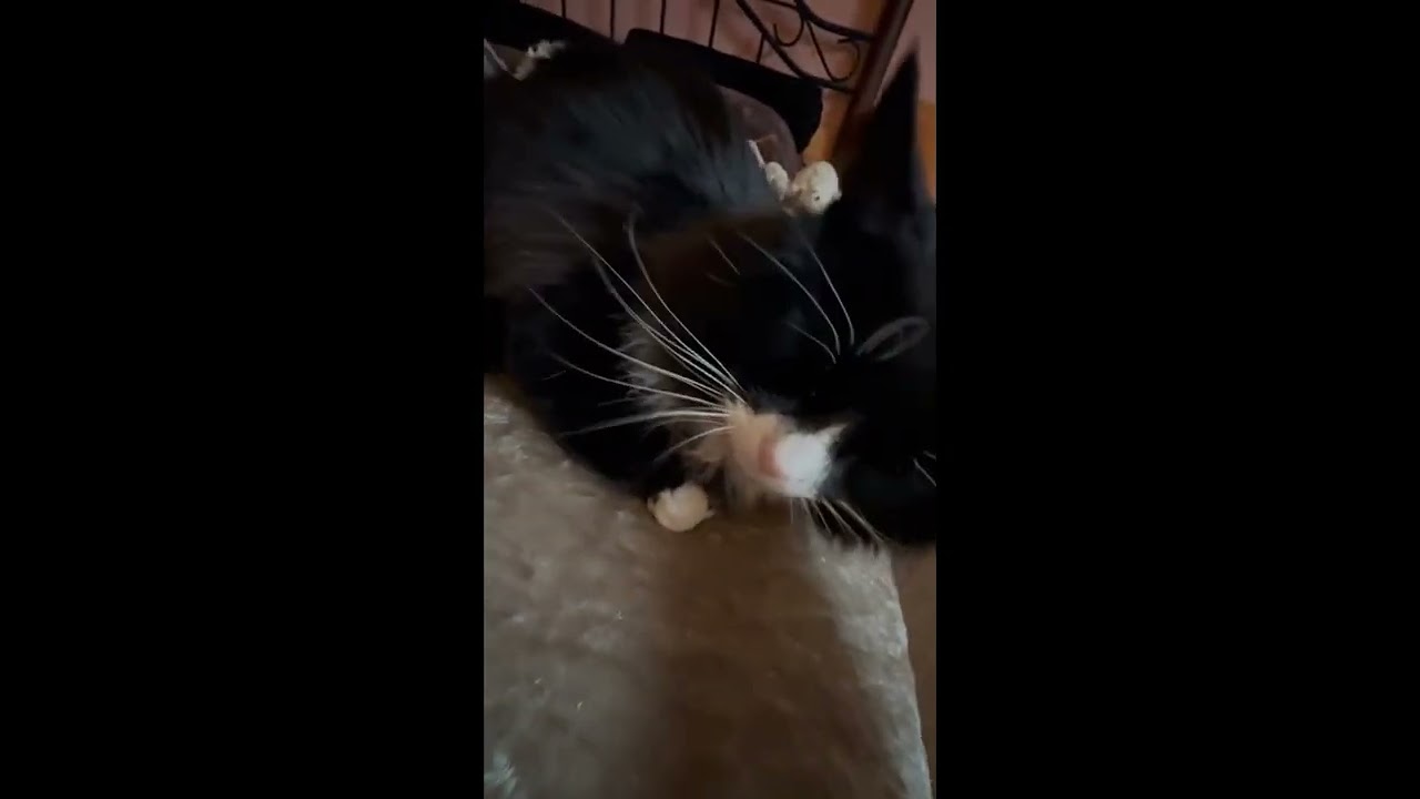 Enlarge Freddy, an adopted Domestic Long Hair in Brooklyn, NY video 3/3