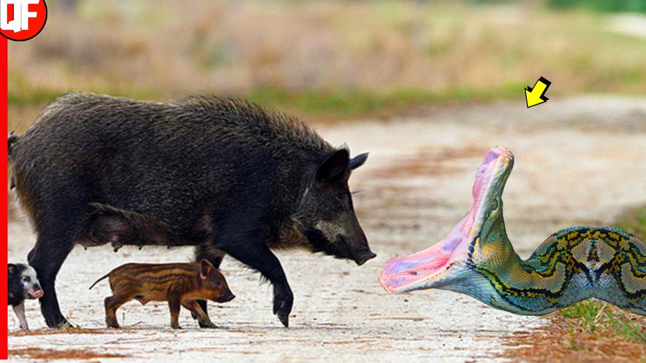 Watch Now JAVALI ENCONTRA COBRA EM SEU CAMINHO VEJA NO QUE DEU. JAVALI ENCONTRA COBRA EM SEU CAMINHO VEJA NO QUE DEU.